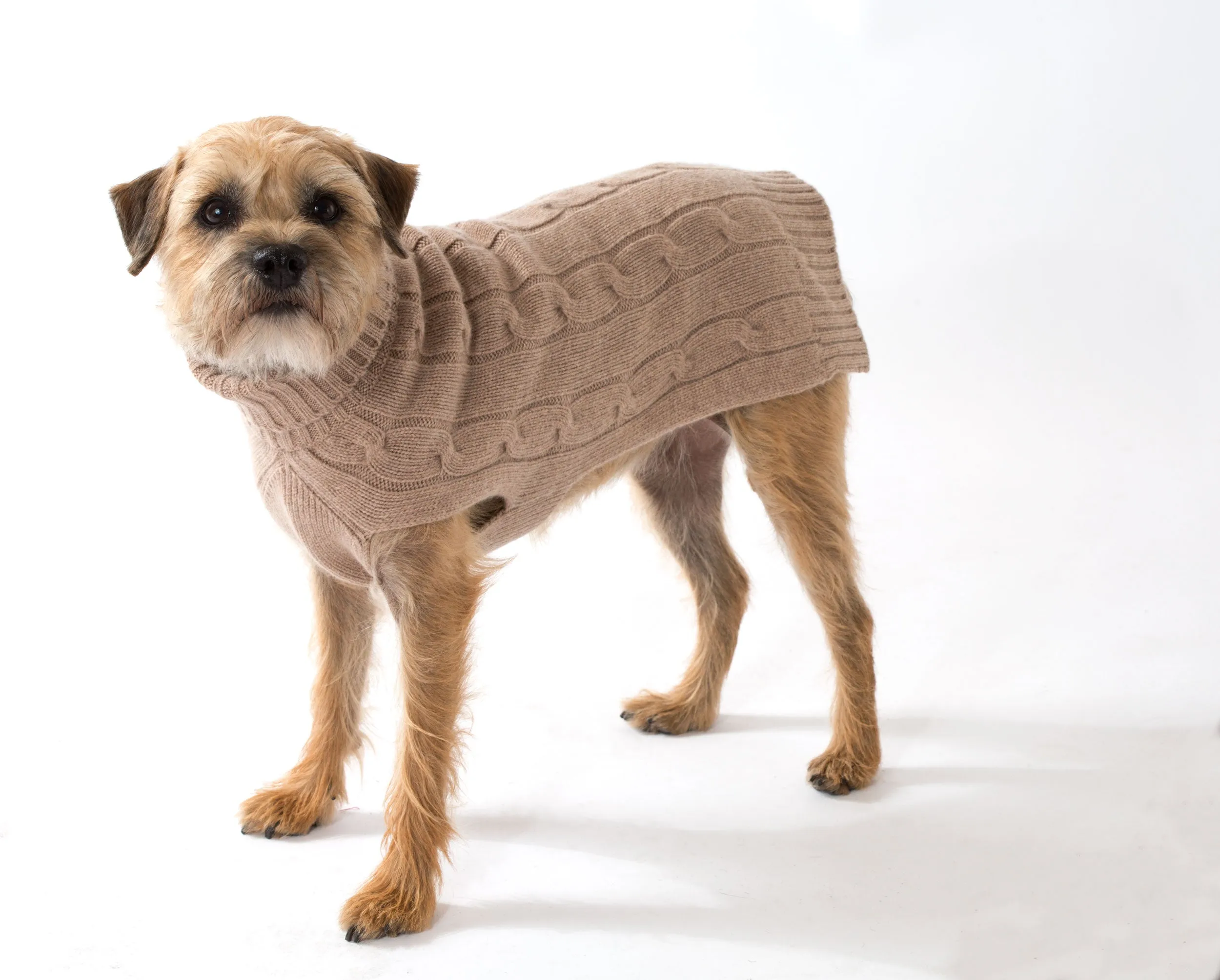 Cashmere Dog Solid Sweater - Lavender, Oatmeal & Fuschia